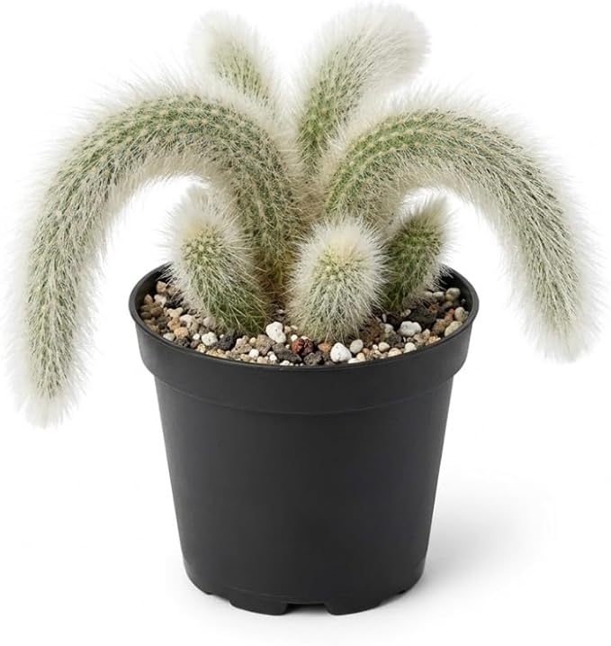 Rare Monkey Tail Cactus Live Plant – 7-9 Inch Succulent for Indoor & Outdoor, Unique Trailing Live Succulent, Ideal Gift for Plant Lovers