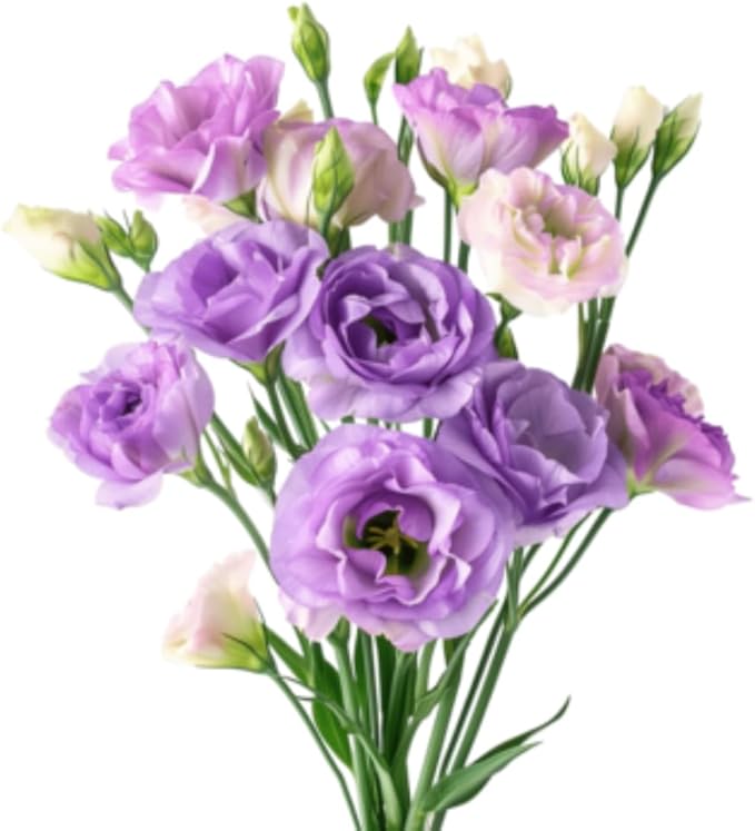 Eustoma Lisianthus Plant Live, Lisianthus Flowers Well Rooted Plug 2-3 Inch Height, Lisianthus Thornless Roses Seedling (Lilac Lisianthus)