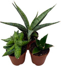 BubbleBlooms Sansevieria Snakeplant Variety Bundle, Braided cylindrica Dragon Fingers, Samurai Dwarf ehrenbergii, Cylindrical Starfish Snake Plant boncel
