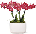 From You Flowers - Scarlet Sunrise Mini Orchid for Birthday, Anniversary, Get Well or Celebration