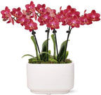 From You Flowers - Scarlet Sunrise Mini Orchid for Birthday, Anniversary, Get Well or Celebration