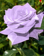 Bonsai Germany Rare Purple Roses 30Pcs Dragon Rose Heirloom Seeds Flowering Plants