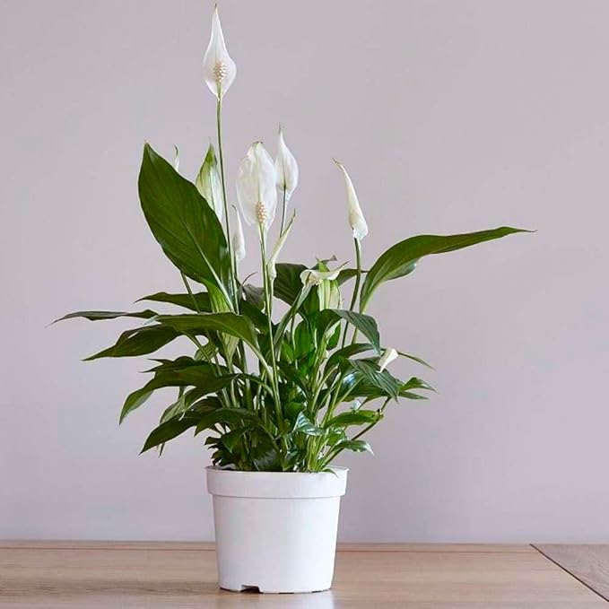 Spathiphyllum 'Peace Lily' Live Plant for Indoor | Different Houseplants in 4'' & 6'' Pot | Real House Plant for Living Room, Office, Desk & Bathroom | Peace Lily | Spathiphyllum