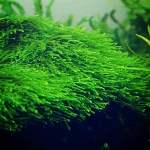 3X Christmas Moss Live Aquarium Plant Vesicularia Montagne
