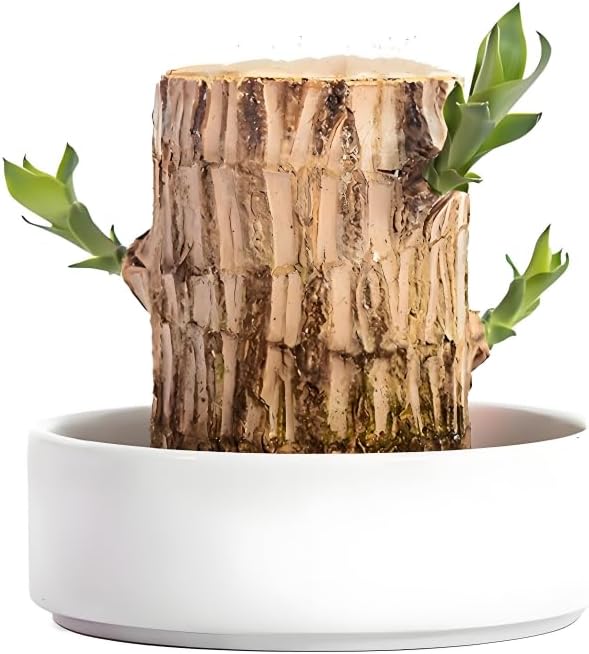 Brazilian Wood Plant,Mini Brazil Lucky Wood,Swelling Stage,Nearing Germination Lucky Tree,Budding Takes just 7-15 Days,Brazilian Tree Perfect for Home,Office Desktop Decoration (Without Panda Statue)