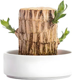 Brazilian Wood Plant,Mini Brazil Lucky Wood,Swelling Stage,Nearing Germination Lucky Tree,Budding Takes just 7-15 Days,Brazilian Tree Perfect for Home,Office Desktop Decoration (Without Panda Statue)