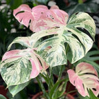 100 Pcs Fresh Monstera Plant Seeds,Exotic Tropical Foliage for Indoor and Outdoor Planting