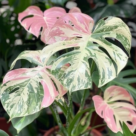 100 Pcs Fresh Monstera Plant Seeds,Exotic Tropical Foliage for Indoor and Outdoor Planting