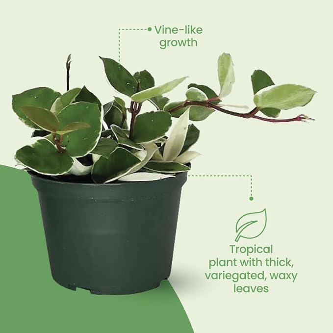 American Plant Exchange Assorted Hoya Plants – 4-Inch Pots, Pack of 3 – Live Flowering Wax Vines, Easy Care Indoor Plants with Colorful Blooms for Home, Garden, or Patio Decor