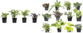 Altman Plants, Classic Houseplant Collection (4PK) Live Plants Indoor Plants Live Houseplants & Easy to Grow Houseplants (12 Pack) Live House Plants in Plant Containers, Growers Choice Plant Set