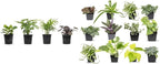 Altman Plants, Classic Houseplant Collection (4PK) Live Plants Indoor Plants Live Houseplants & Easy to Grow Houseplants (12 Pack) Live House Plants in Plant Containers, Growers Choice Plant Set