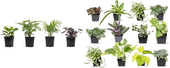 Altman Plants, Classic Houseplant Collection (4PK) Live Plants Indoor Plants Live Houseplants & Easy to Grow Houseplants (12 Pack) Live House Plants in Plant Containers, Growers Choice Plant Set