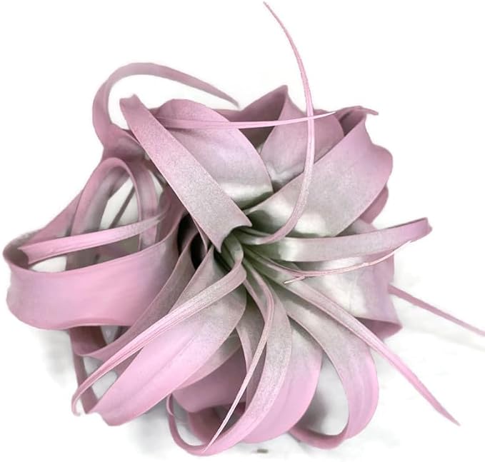 XL Xerographica Colored Air Plant, Live Tillandsia House Plant, Easy Care Indoor Outdoor, Great Gift, Healthy Arrival Guaranteed (Light Pink)