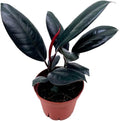 BubbleBlooms Ficus elastica Burgundy, Rubberplant, India Rubber Plant, India Rubber Tree fig in a 4 inch Pot