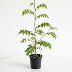 American Purple Wisteria Live Plant in 2.5 Inch Pot | Hardy, Fragrant Purple Flower | Easy-Care Climbing Vine for Landscapes, Fences & Outdoor Garden Décor