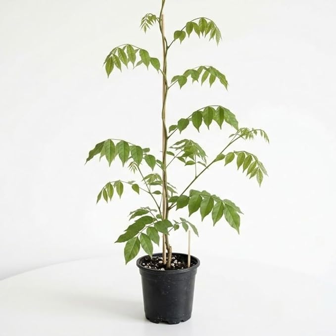 American Purple Wisteria Live Plant in 2.5 Inch Pot | Hardy, Fragrant Purple Flower | Easy-Care Climbing Vine for Landscapes, Fences & Outdoor Garden Décor