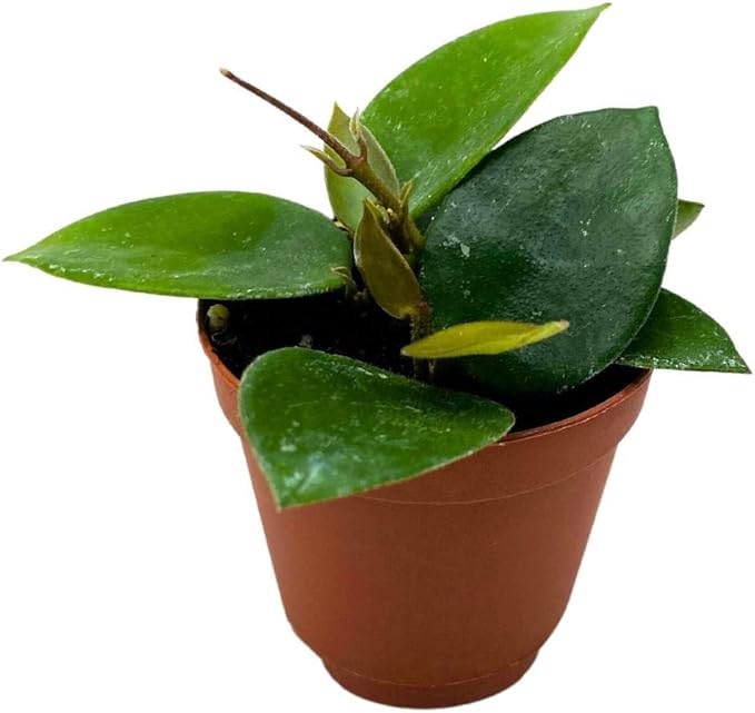 BubbleBlooms Hoya Chouke 2 inch