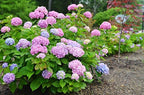 Brighter Blooms - Endless Summer® The Original Reblooming Hydrangea, 1 Gallon - No Shipping to AK, AZ, HI