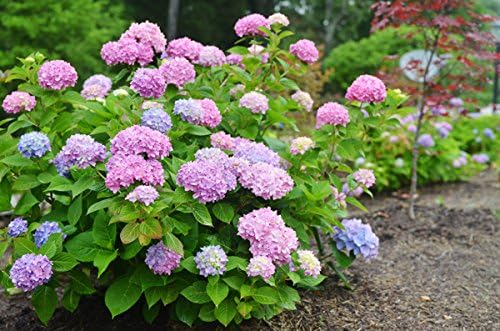 Brighter Blooms - Endless Summer® The Original Reblooming Hydrangea, 1 Gallon - No Shipping to AK, AZ, HI