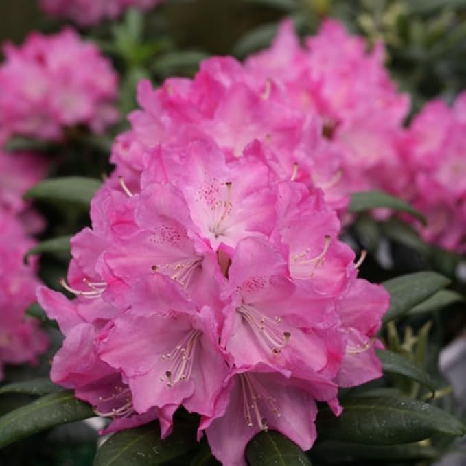 Light Pink Azalea Plant Live, 7 Months Old Rhododendron Like, Azalea Rhododendron Tree Flowers Plants Live Bush in Pot