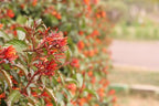 Mexican Firebush Live Plants (5-9") - Pack of 2 (Two) - Hamelia Patens Hummingbird Bush - Firecracker Shrub - Non-Stop Orange Blooms - Heat Tolerant Perennial Shrub - Fast Growing Pollinator Magnet