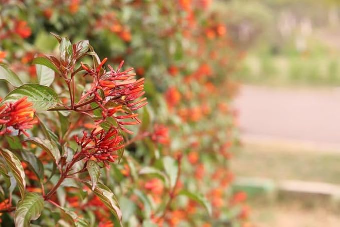 Mexican Firebush Live Plants (5-9") - Pack of 2 (Two) - Hamelia Patens Hummingbird Bush - Firecracker Shrub - Non-Stop Orange Blooms - Heat Tolerant Perennial Shrub - Fast Growing Pollinator Magnet