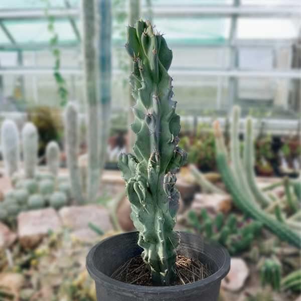 Cactus Outlet - Curiosity Cactus Plants Live, Live Plants Indoor & Outdoor Use, Live Cactus, 12”-18” - Rare Large Live Cactus - Landscape Ready Large Cactus Plant Live Delivered Right to Your Door