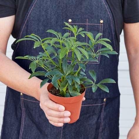 Schefflera Arboricola Live Plant for Indoor | Different Houseplants in 3'' Pot | Real House Plant for Living Room, Office, Desk & Bathroom | Dwarf Umbrella Tree