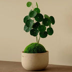 2.5"-3" Already Sprouts Stephania Cephalantha Plant Bulb, Medium Size Caudex, Rare Succulent with No Hair Roots, Home Decor, Houseplant, Cold Hardy