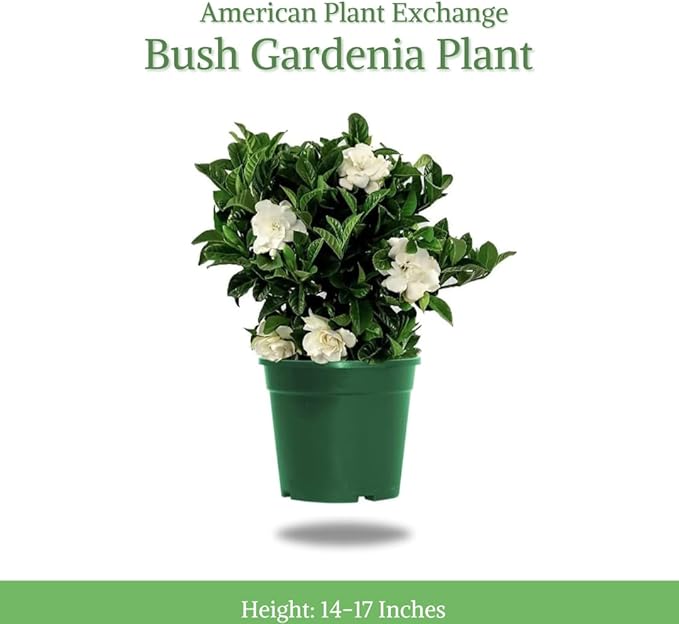American Plant Exchange Gardenia Bush ‘Mini Veitchii’ – Live 6-Inch Indoor Flowering Plant, Fragrant Houseplant for Home or Office, for Mother's Day & Year-Round Décor