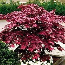 Japanese Red Maple Live Plant – 1-2 Ft Tall Tree in 3 Inch Pot – Outdoor Ornamental Dwarf Red Maple for Landscaping, Patio, Garden or Bonsai Starter – Hardy Deciduous Shade Tree