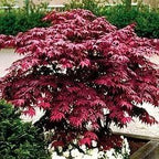 Japanese Red Maple Live Plant – 1-2 Ft Tall Tree in 3 Inch Pot – Outdoor Ornamental Dwarf Red Maple for Landscaping, Patio, Garden or Bonsai Starter – Hardy Deciduous Shade Tree