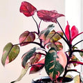 Princess Philodendron Live Plant, Rare Variegated Houseplant 5-8 Inch Tall, Indoor Live Plant for Home or Office Decor, No Pot (Pink Philodendron)