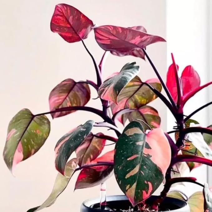 Princess Philodendron Live Plant, Rare Variegated Houseplant 5-8 Inch Tall, Indoor Live Plant for Home or Office Decor, No Pot (Pink Philodendron)
