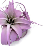XL Xerographica Colored Air Plant, Live Tillandsia House Plant, Easy Care Indoor Outdoor, Great Gift, Healthy Arrival Guaranteed (Lavender)