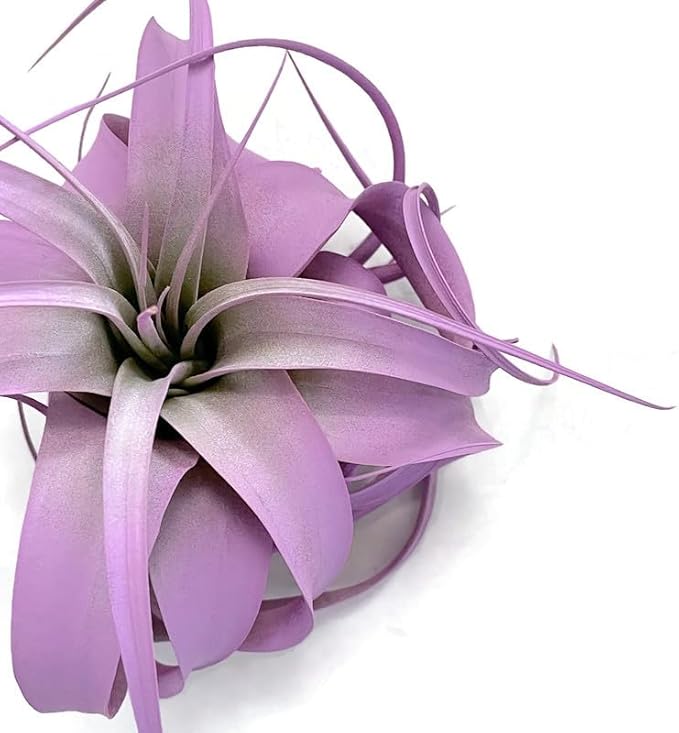 XL Xerographica Colored Air Plant, Live Tillandsia House Plant, Easy Care Indoor Outdoor, Great Gift, Healthy Arrival Guaranteed (Lavender)