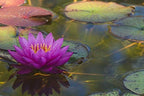 Live Water Lily Tubers | Pre-Grown Hardy Lily Rhizome in White, Pink, Red, Yellow, Orange, Purple (Purple)