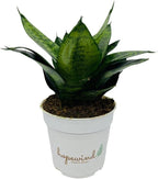 Snake Plant, Sansevieria, Live Indoor Plant, Easy Care, Air Purifying Plant, 4 inch Pot (Foreset Star)