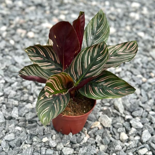 Calathea Ornata Live Plant in 2" Pot - Live Plants Pet Safe Air Purifying Indoor Houseplants Flowers for Home Office Wedding Decor & Birthday Gift (Heat Pack Included)
