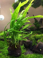 Java Fern Planted on Driftwood Microsorum Pteropus Freshwater Easy Low Light Live Aquarium Plant Decorations 3 Days Guarantee by Mainam