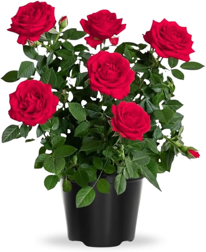 Rose Live Plant, Roses Flower Plant, Fragrant Flower for Planting, 4-6 Inches Tall, Bush Shrub Plants, Well Rooted, Ready to Grow (Red Rose)