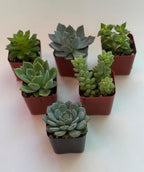 Live Succulent Plants, 2 Inch Mini Potted Assorted Varieties, Indoor Garden Collection (12)