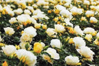 RedCrocus 'Popcorn Drift' Landscape Rose- Fragrant, Disease-Resistant Pink Blooms for Garden & Container, Pollinator-Attracting, Pet Safe Plant 3 Gallon