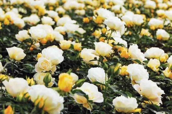 RedCrocus 'Popcorn Drift' Landscape Rose- Fragrant, Disease-Resistant Pink Blooms for Garden & Container, Pollinator-Attracting, Pet Safe Plant 3 Gallon