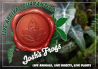 Josh's Frogs Alocasia cuprea 'Red Secret'