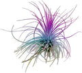 Thin Colored Air Plant, Live Tillandsia House Plant, Easy Care Indoor Outdoor, Great Gift, Healthy Arrival Guaranteed, (Rainbow)