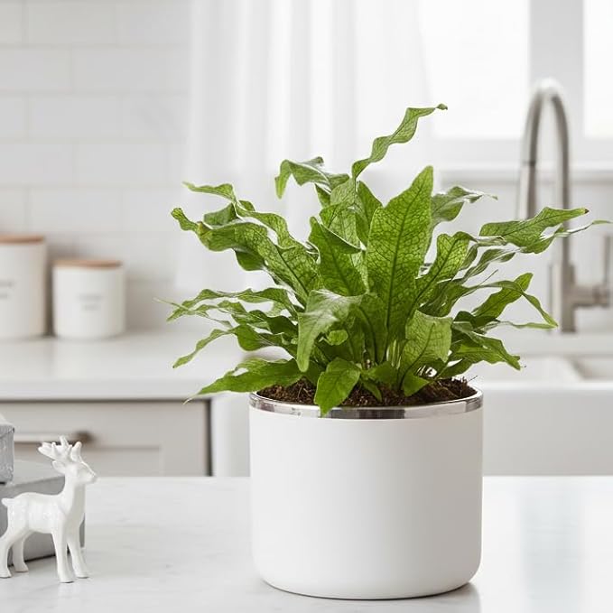 Fern 'Crocodile' (4 inch) - Lucky Houseplants - 4/6 inch Unique Live Decorative Houseplants - Easy to Care Indoor Plants, Perfect for Office, Home & Feng Shui Decor