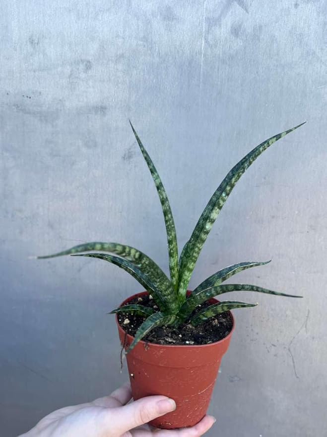 PLANTVERS Sansevieria Fernwood ‘Mikado’ in 4" Grow Pot – Live Snake Plant – Easy Care Succulent – Air Purifying Indoor Plant – Low Maintenance Houseplant