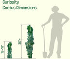 Cactus Outlet - Curiosity Cactus Plants Live, Live Plants Indoor & Outdoor Use, Live Cactus, 12”-18” - Rare Large Live Cactus - Landscape Ready Large Cactus Plant Live Delivered Right to Your Door