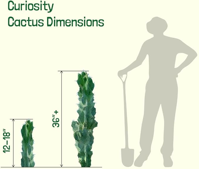 Cactus Outlet - Curiosity Cactus Plants Live, Live Plants Indoor & Outdoor Use, Live Cactus, 12”-18” - Rare Large Live Cactus - Landscape Ready Large Cactus Plant Live Delivered Right to Your Door